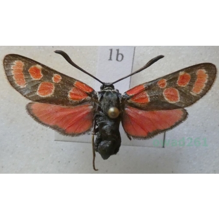 Zygaena carniolica (Scopoli, 1763) Kraśnik rzęsinowiec Czech1b